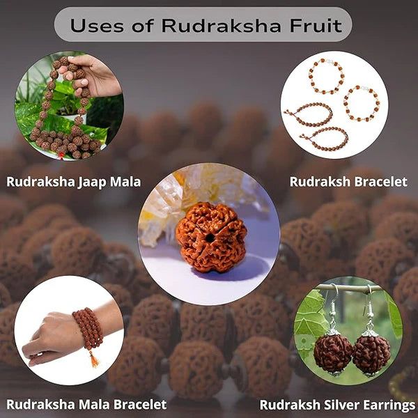 Nature-Blessed Pure Rudraksha Fruits – 12 Pieces(100% Original & High Quality) At Just 499/-