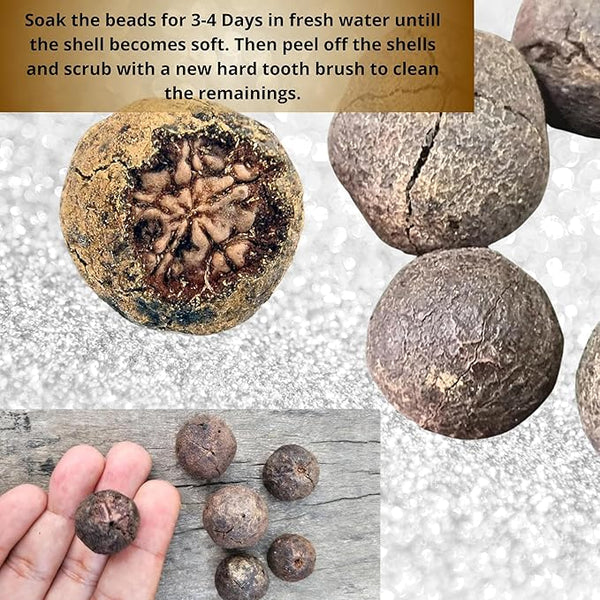 Nature-Blessed Pure Rudraksha Fruits – 12 Pieces(100% Original & High Quality) At Just 499/-